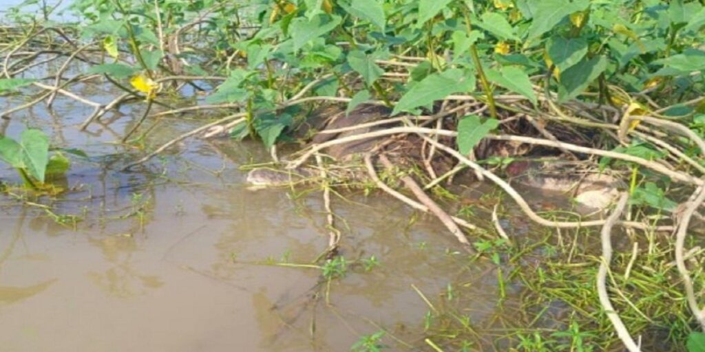 हाथी के बच्चे की दर्दनाक मौत, नदी की तेज धारा में बहकर झाड़ी में अटका