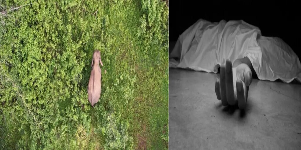 बीमार हाथी ने मचाया आतंक, छत्तीसगढ़ में एक ग्रामीण की कुचलकर हत्या