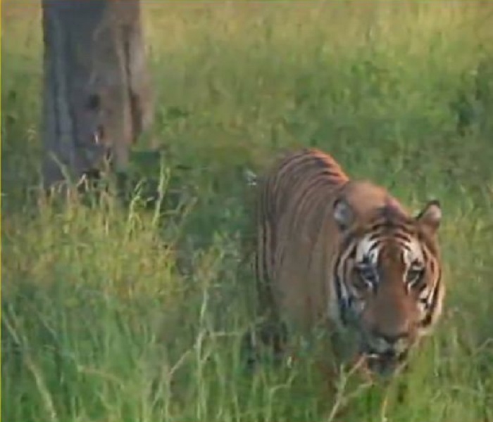 CG NEWS: मशहूर बाघिन “बिजली” गंभीर रूप से बीमार, इलाज के लिए जाएगी अंबानी के वाइल्डलाइफ हॉस्पिटल जामनगर