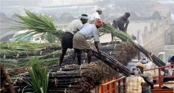 दीपावली पर किसानों को बड़ा तोहफा, गन्ना उत्पादकों के खातों में पहुंचे 5.98 करोड़ रुपए