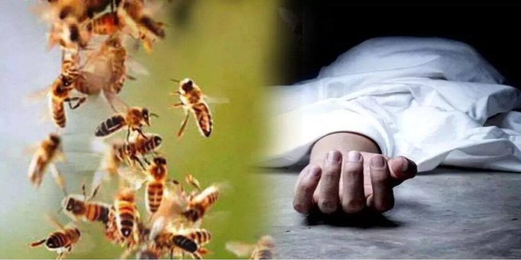 मधुमक्खियों के हमले में महिला और युवक की दर्दनाक मौत, अस्पताल में इलाज के दौरान हुई मौत
