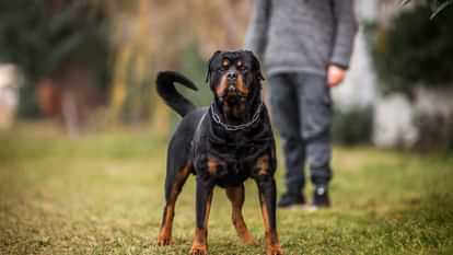 स्वच्छता पर नए नियम : अब थूकने पर 250 और पालतू कुत्ते का मल छोड़ने पर 500 रुपये का जुर्माना