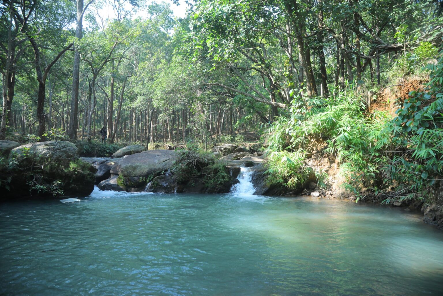 झारखंड के नेतरहाट में शुरू हुई नई जंगल सफारी पर्यटकों के लिए रोमांचक सफर अब और नजदीक से