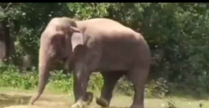 हाथियों का कहर : पहले बुज़ुर्ग को कुचला, फिर अंतिम संस्कार में भी मचाया तांडव