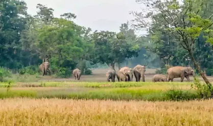 जंगल में हाथियों का हमला: गाय खोजने गए व्यक्ति की दर्दनाक मौत