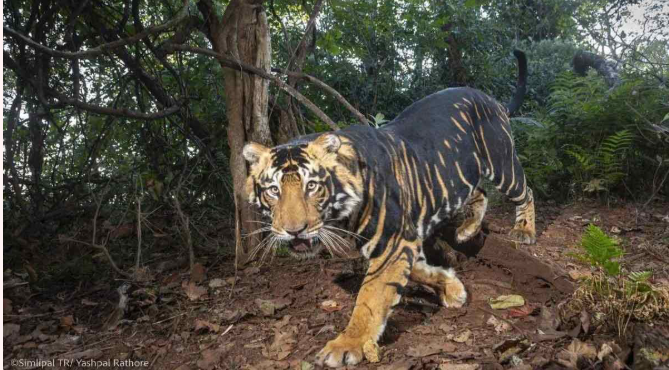 दुनिया की पहली ब्लैक टाइगर सफारी को सुप्रीम कोर्ट की मंजूरी — वन्यजीव पर्यटन में नया हॉटस्पॉट