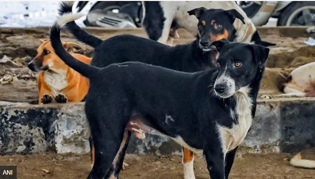 CG : प्राचार्य-एचएम बताएंगे कुत्ते का रंग और विशेष पहचान, जानकारी निर्धारित फार्मेट में देनी होगी; ‘आवारा आतंक’ रोकने सात विभागों को जिम्मेदारी, प्रत्येक संस्था में नियुक्त होंगे नोडल अधिकारी