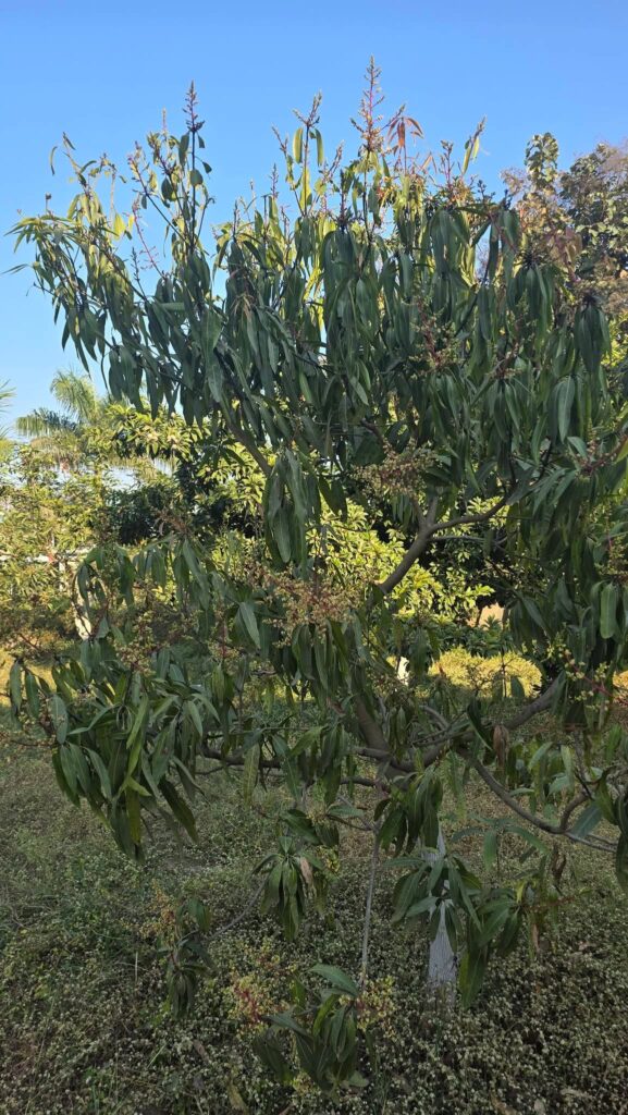 वक्त से पहले महकी आम की डालियां: जनवरी में ही ‘बौर’ आने से किसान उत्साहित, विशेषज्ञों ने दी सावधानी की सलाह