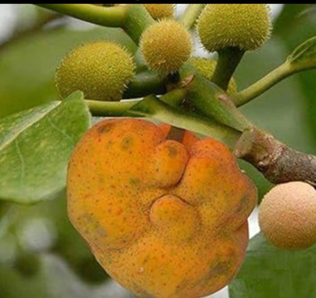 स्वाद और सेहत की अनमोल विरासत: विलुप्त होता औषधीय गुणों का खजाना ‘बड़हर’