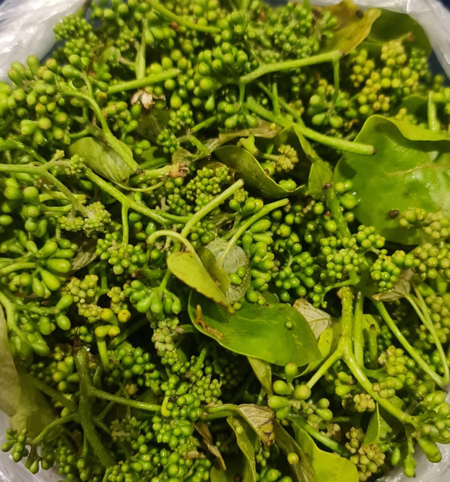 पेड़ की कलियों का जलवा! ₹1200 किलो बिकती है यह ‘राजसी’ भाजी; स्वाद ऐसा कि नॉन-वेज भूल जाएंगे लोग, जानें छत्तीसगढ़ की इस ‘जादुई’ सब्जी का राज