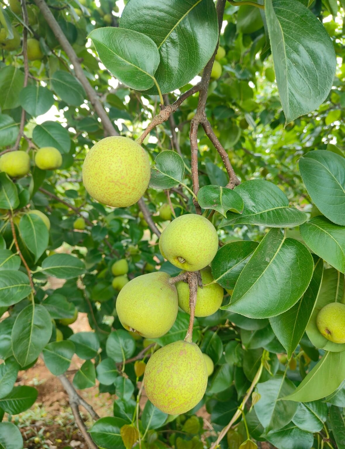 जशपुर का ‘ग्रीन गोल्ड’: पहाड़ों की मिठास और लाखों का मुनाफा, नाशपाती के बागानों ने बदल दी किसानों की तकदीर