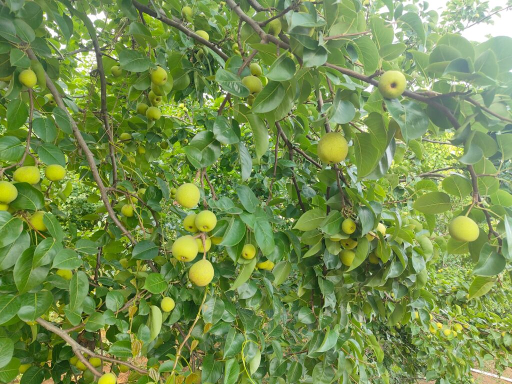 जशपुर बना नाशपाती लोक, तीन राज्यों का प्रवेश द्वार अब किसानों के लिए बना समृद्धि का रास्ता