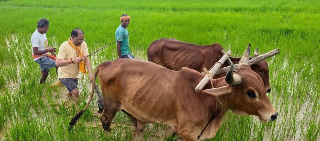 जब सियासत छोड़ किसान बने मुख्यमंत्री ! बगिया में बैलों के साथ हल चलाकर सीएम साय ने की बियासी, बोले- ‘किसानी मेरे जीवन का सबसे बड़ा संस्कार’