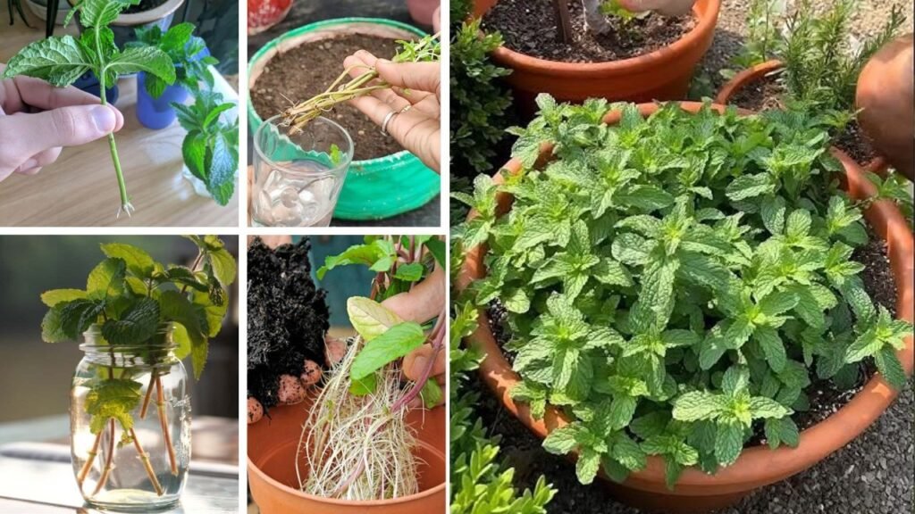 पुदीना खरीदने की जरूरत नहीं! घर की पुरानी डंडी से ऐसे उगाएं हरा-भरा पौधा
