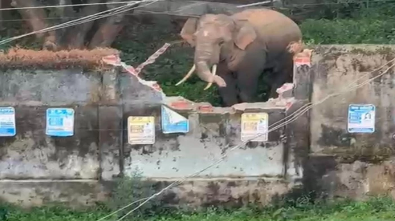 कुनकुरी शहर में घुसा लोनर हाथी: चर्च और होली क्रॉस अस्पताल परिसर में मचाई अफरा-तफरी, बाउंड्रीवॉल तोड़ी; वीडियो वायरल, वन विभाग की निगरानी जारी