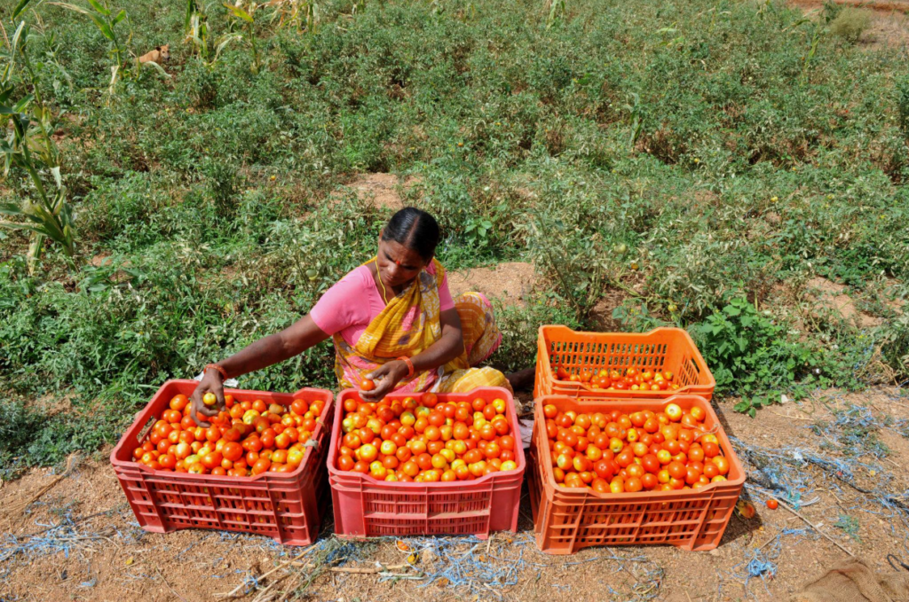 Tomato Price Fall and Problems Faced by Farmers