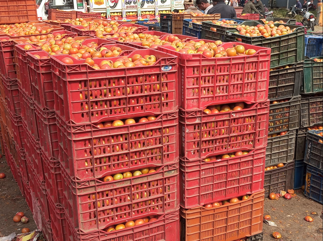 Tomato Price Crash in Maharashtra Wholesale Market